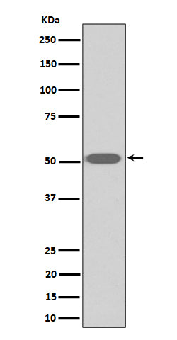 Western blot analysis of Thromboxane A2 receptor expression in human platelet cell lysate.