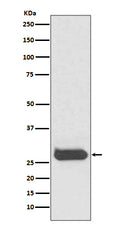 Anti-THY1/Cd90 Rabbit Monoclonal Antibody