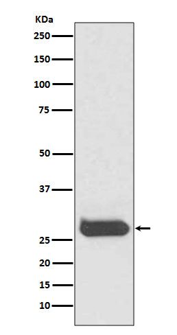 Anti-THY1/Cd90 Rabbit Monoclonal Antibody