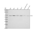 Anti-FoxO4/Afx Rabbit Monoclonal Antibody