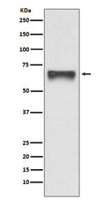 Western blot analysis of FoxO4 expression in 293T cell lysate transfected with FoxO4.