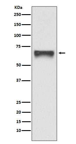 Western blot analysis of FoxO4 expression in 293T cell lysate transfected with FoxO4.