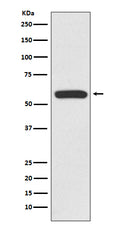 Western blot analysis of IRF6 expression in Jurkat cell lysate.