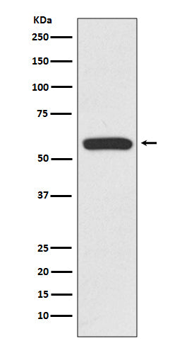 Western blot analysis of IRF6 expression in Jurkat cell lysate.