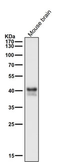 All lanes use the Antibody at 1:1k dilution for 1 hour at room temperature.