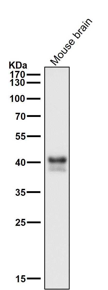 All lanes use the Antibody at 1:1k dilution for 1 hour at room temperature.