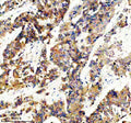 Anti-GLB1 Rabbit Monoclonal Antibody