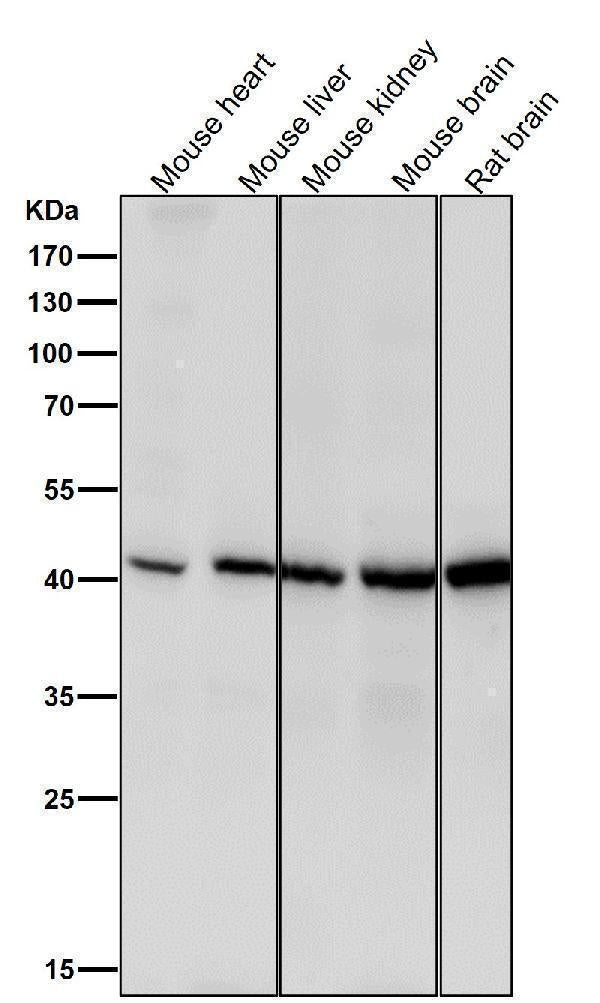 All lanes use the Antibody at 1:1K dilution for 1 hour at room temperature.