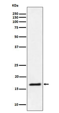 Western blot analysis of Ube2L3 / UBCH7 expression in Jurkat cell lysate.