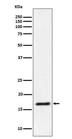 Western blot analysis of Ube2L3 / UBCH7 expression in Jurkat cell lysate.