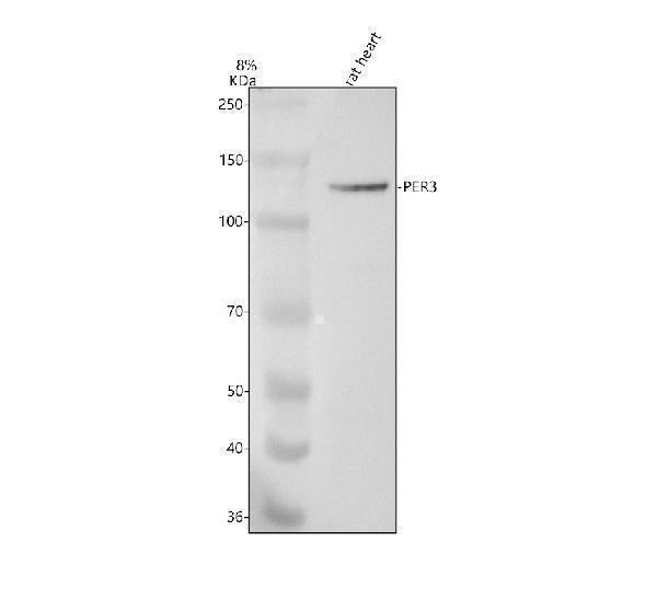 Anti-PER3 Rabbit Monoclonal Antibody