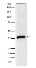 Western blot analysis of APOL1 expression in Human plasma cell lysate.