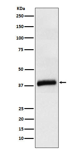 Western blot analysis of APOL1 expression in Human plasma cell lysate.