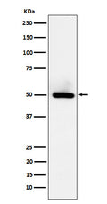 Western blot analysis of BMP15 expression in HeLa cell lysate.