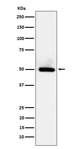 Western blot analysis of BMP15 expression in HeLa cell lysate.
