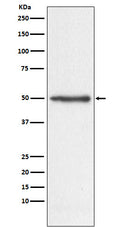 Western blot analysis of Nogo expression in HeLa cell lysate.