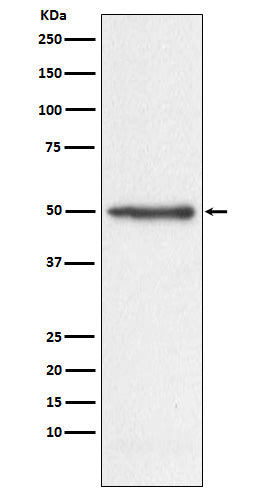 Western blot analysis of Nogo expression in HeLa cell lysate.