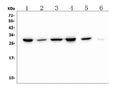 Anti-PRDX6 Antibody Picoband® (monoclonal, 6I8)