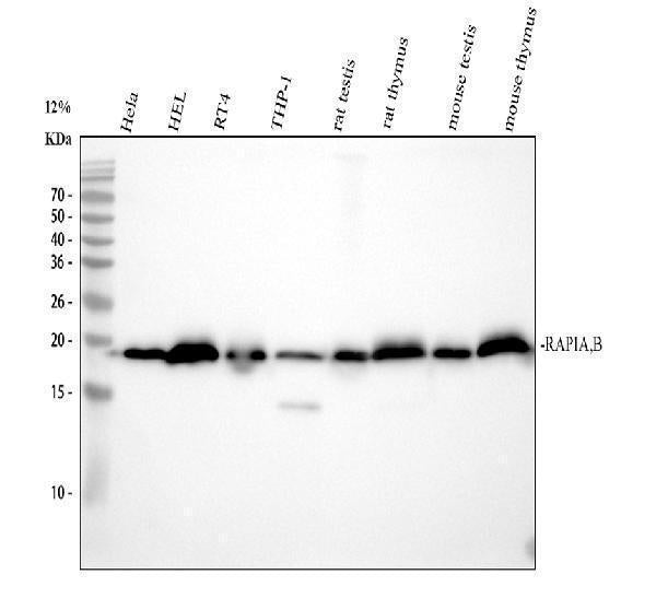 Anti-RAP1A + RAP1B Rabbit Monoclonal Antibody