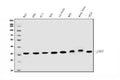 Anti-JAB1 Antibody Picoband® (monoclonal, 4G9)