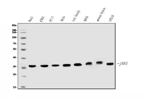 Anti-JAB1 Antibody Picoband® (monoclonal, 4G9)