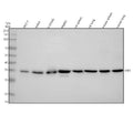 Anti-JAB1 Monoclonal Antibody