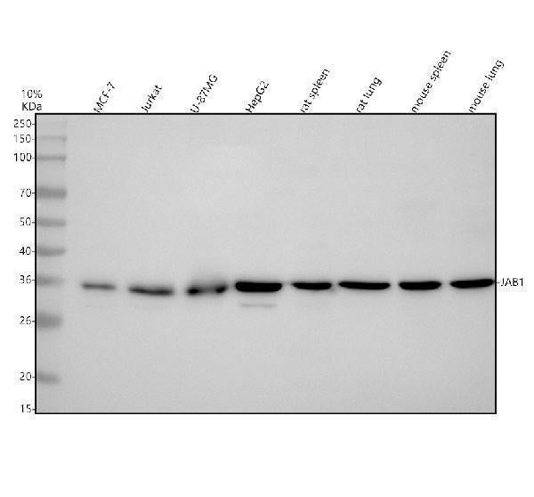 Anti-JAB1 Monoclonal Antibody