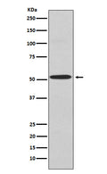 Western blot analysis of Kir2.1 expression in A549 cell lysate.