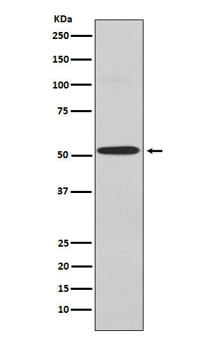 Western blot analysis of Kir2.1 expression in A549 cell lysate.