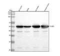 Anti-beta III Tubulin TUBB3 Rabbit Monoclonal Antibody
