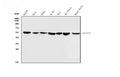 Anti-Beta Tubulin Antibody Picoband®(monoclonal, 5E4)