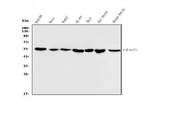 Anti-Beta Tubulin Antibody Picoband®(monoclonal, 5E4)