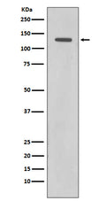Western blot analysis of Rad21 expression in HeLa cell lysate.