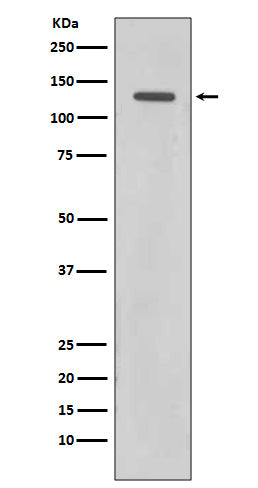 Western blot analysis of Rad21 expression in HeLa cell lysate.