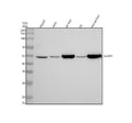 Anti-GLUD1 Rabbit Monoclonal Antibody