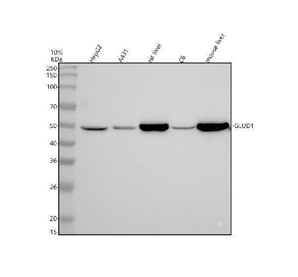 Anti-GLUD1 Rabbit Monoclonal Antibody