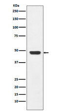 Western blot analysis of GAP43 expression in SH-SY5Y cell lysate.
