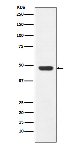 Western blot analysis of GAP43 expression in SH-SY5Y cell lysate.