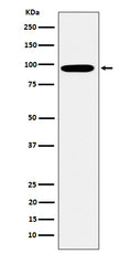 Western blot analysis of Epsin 1 expression in K562 cell lysate.