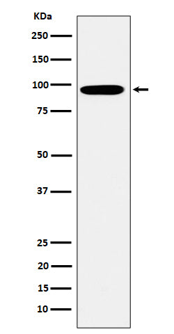 Western blot analysis of Epsin 1 expression in K562 cell lysate.