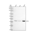 Anti-TMEM173 Monoclonal Antibody