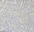 Anti-QK1 Rabbit Monoclonal Antibody