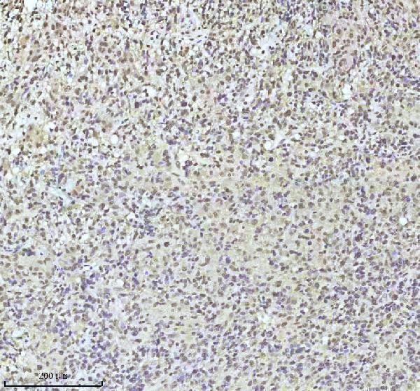 Anti-QK1 Rabbit Monoclonal Antibody