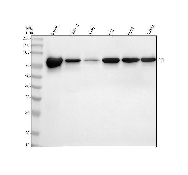 Anti-c-Rel Monoclonal Antibody