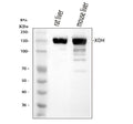 Anti-Xanthine Oxidase Rabbit Monoclonal Antibody