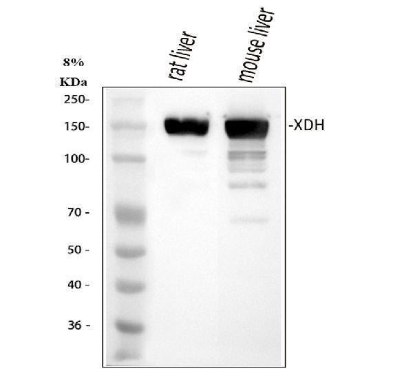 Anti-Xanthine Oxidase Rabbit Monoclonal Antibody