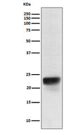 Western blot analysis of FSH beta expression in Human pituitary lysate.