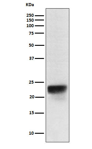Western blot analysis of FSH beta expression in Human pituitary lysate.