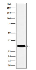 Western blot analysis of HMGCL expression in A431 cell lysate.