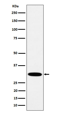 Western blot analysis of HMGCL expression in A431 cell lysate.